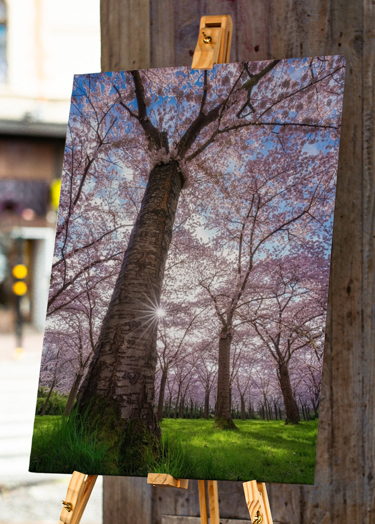 Blooming cherry tree
