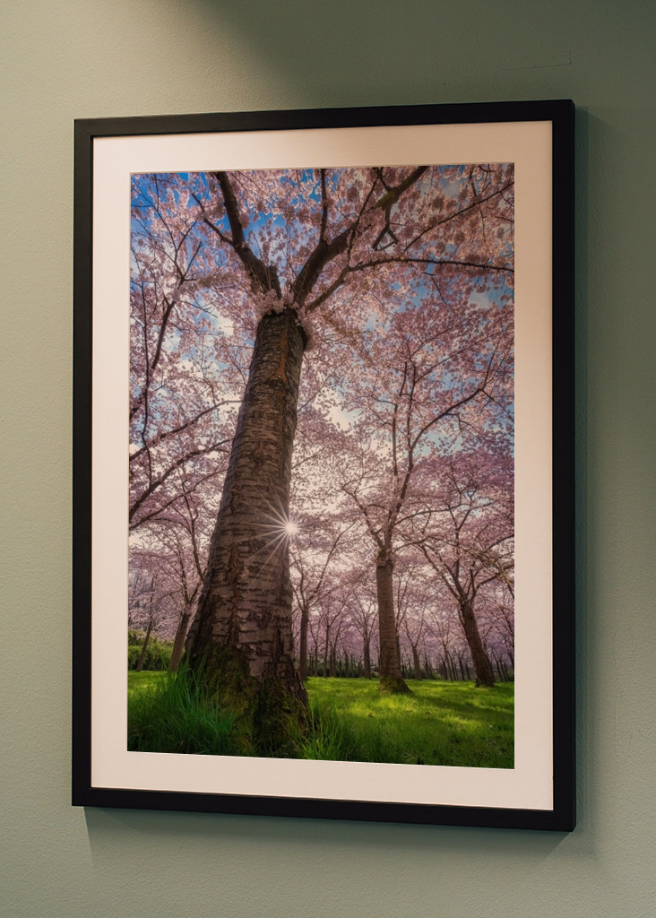 Blooming cherry tree