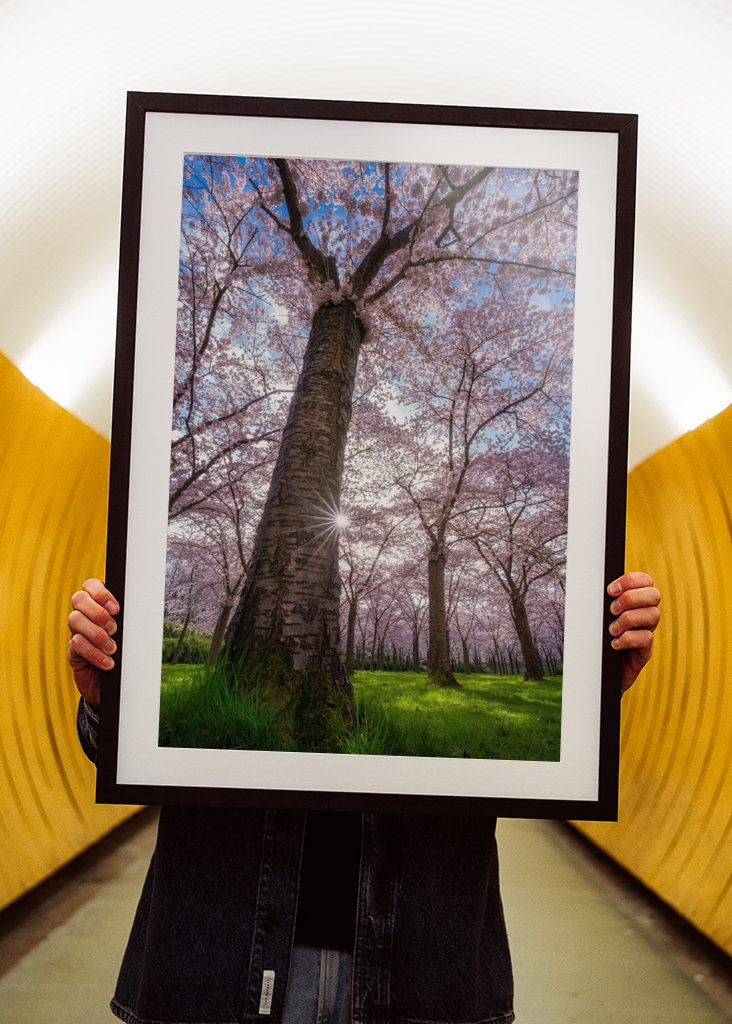 Blooming cherry tree