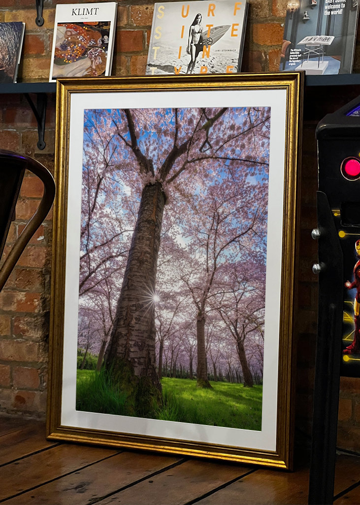 Blooming cherry tree