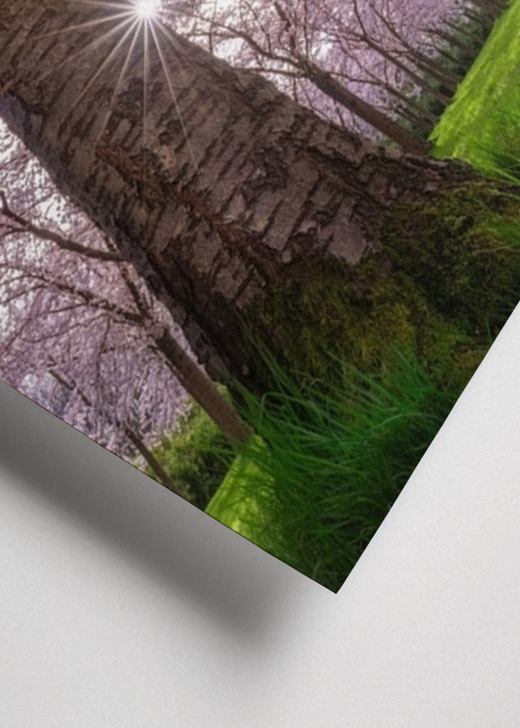 Blooming cherry tree