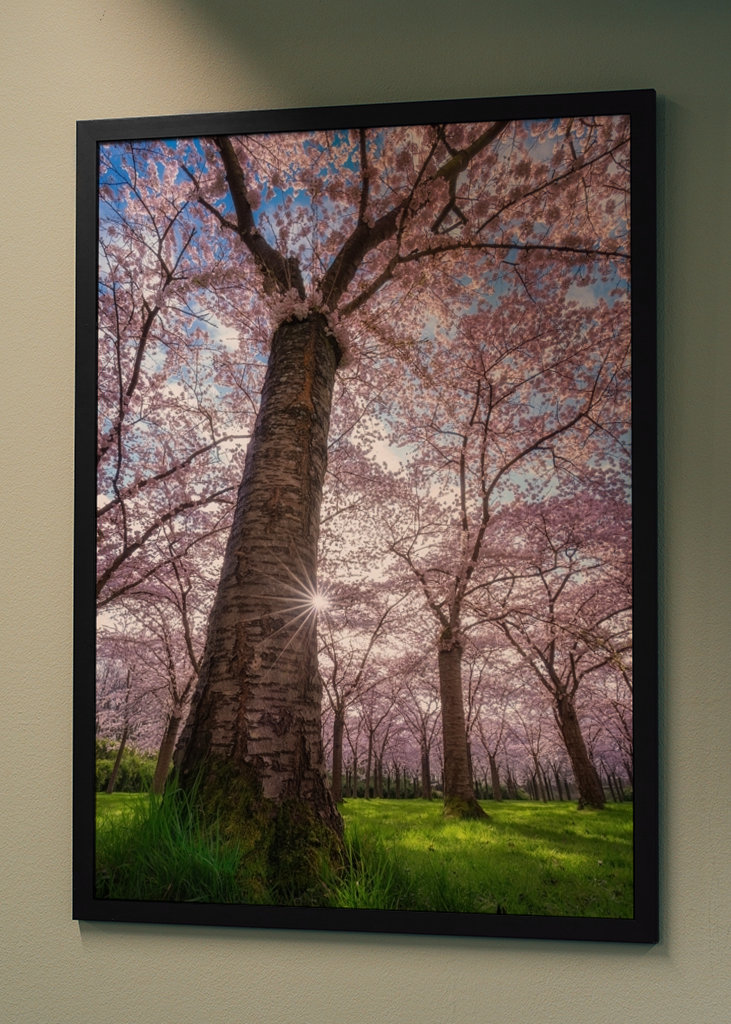 Blooming cherry tree