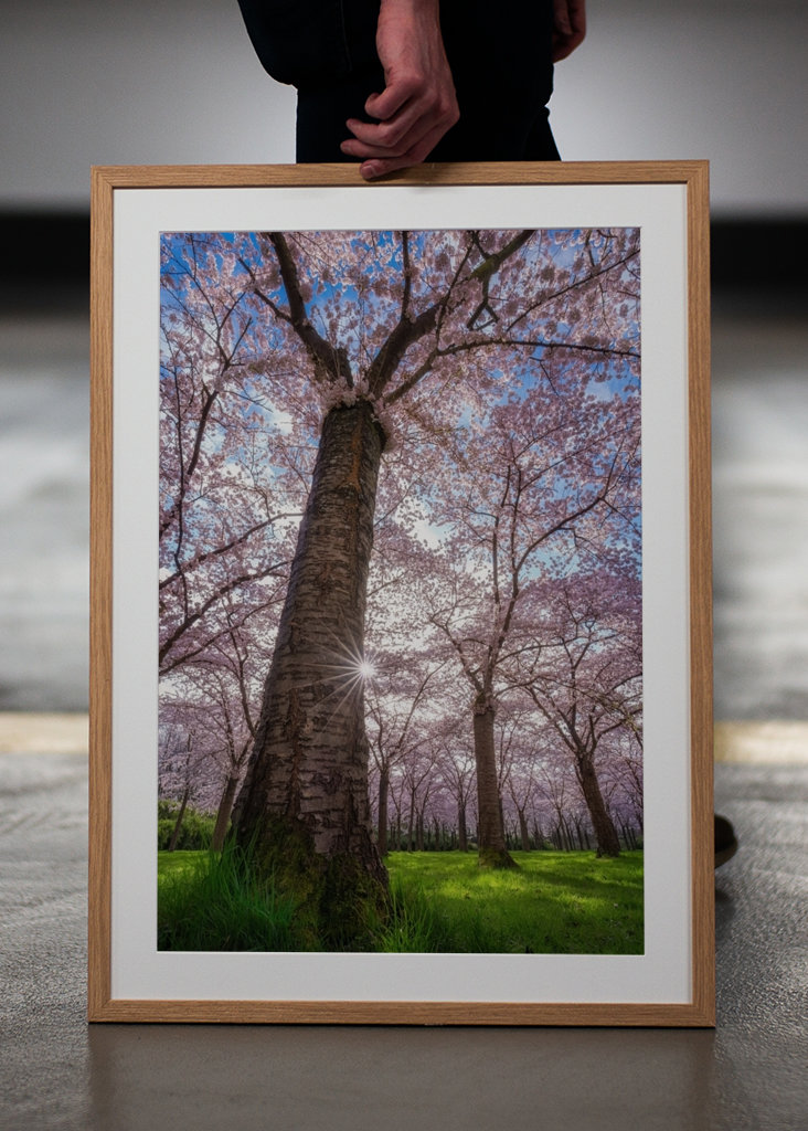 Blooming cherry tree