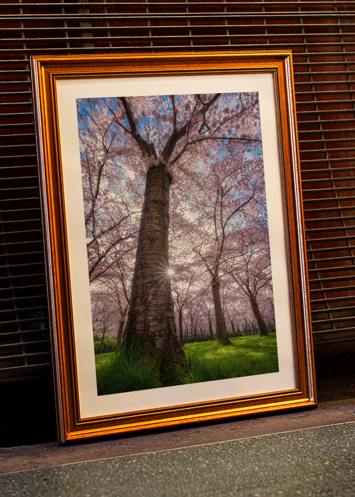Blooming cherry tree