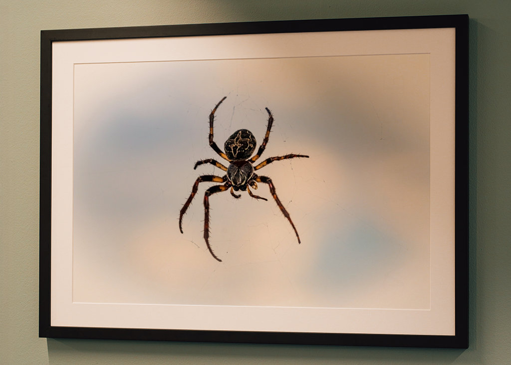 Krzyż pająka na niebie