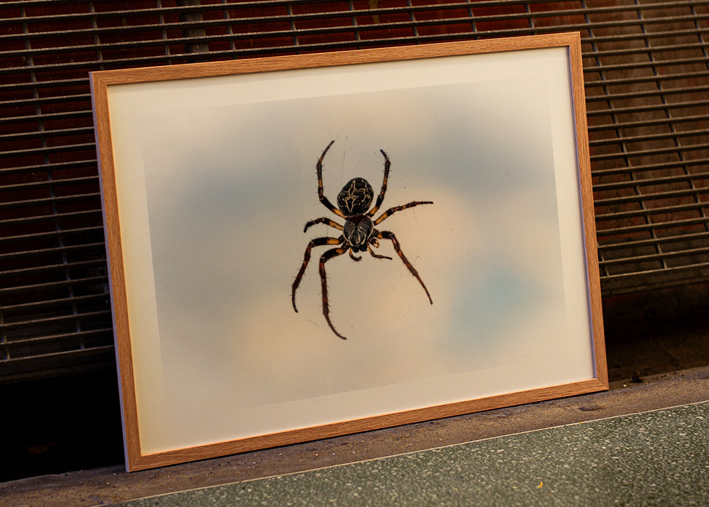 Krzyż pająka na niebie