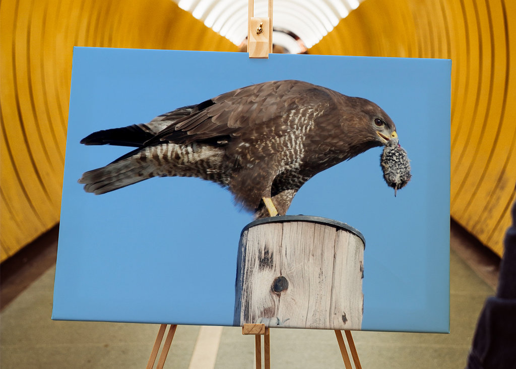 Hiirihaukat syövät