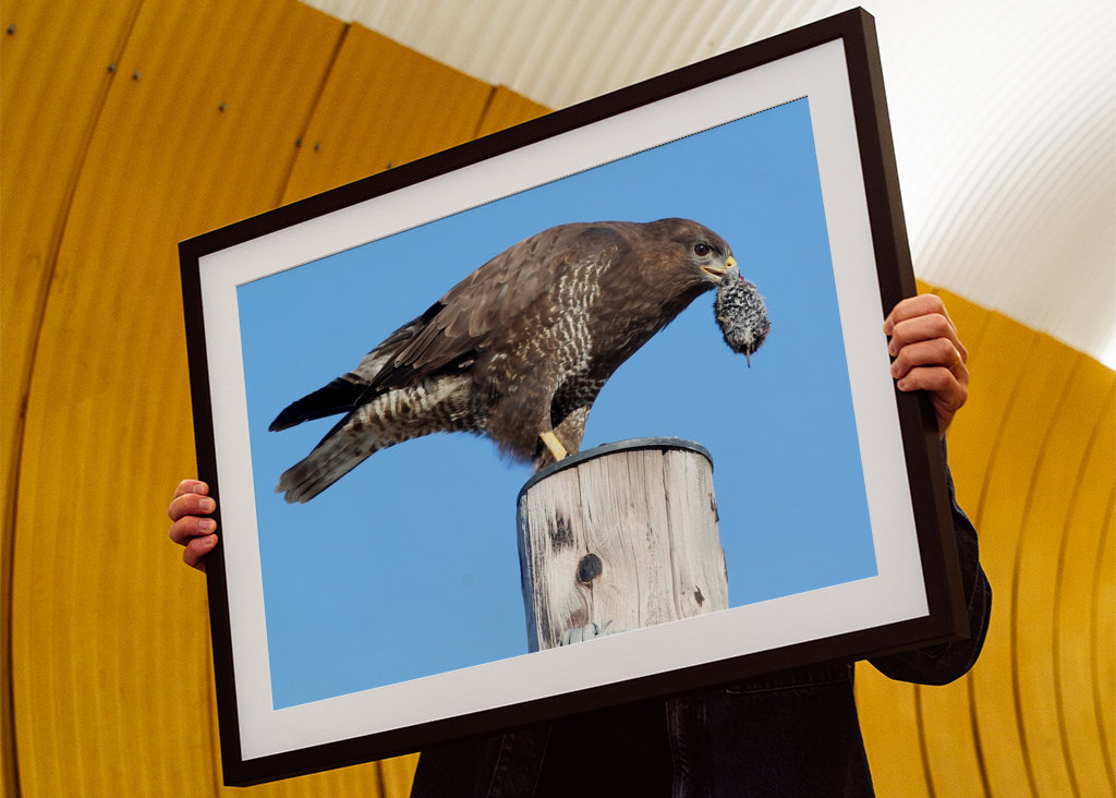 Hiirihaukat syövät