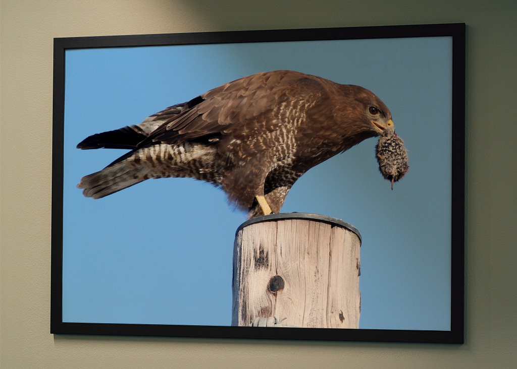 Hiirihaukat syövät