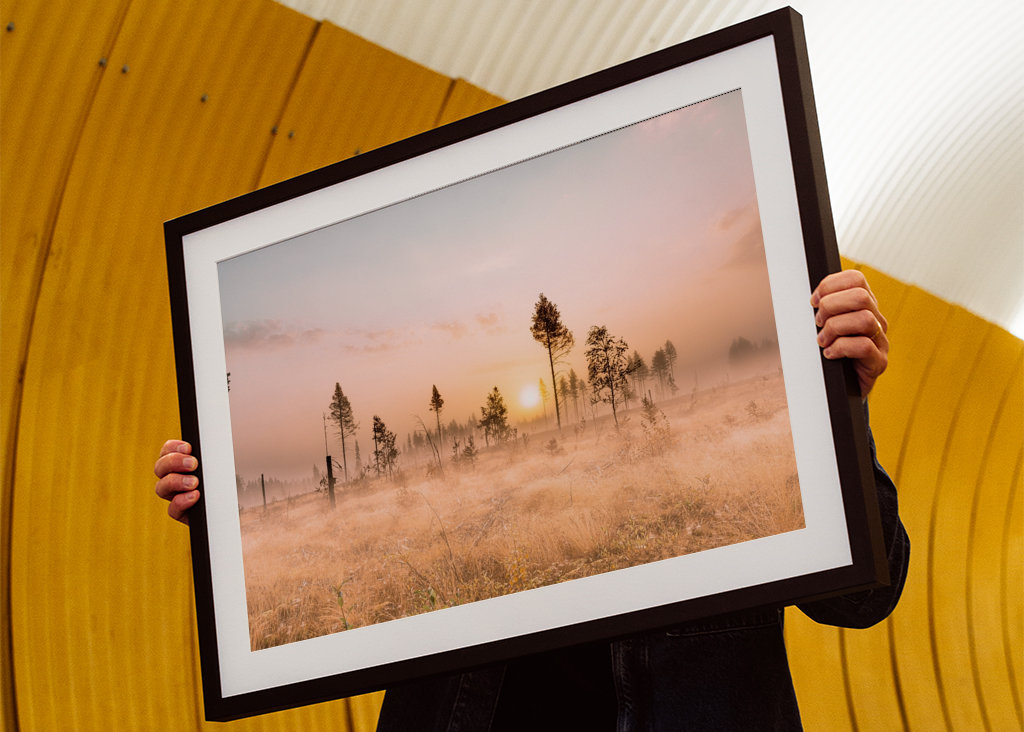 Tåke over morgenlandskapet