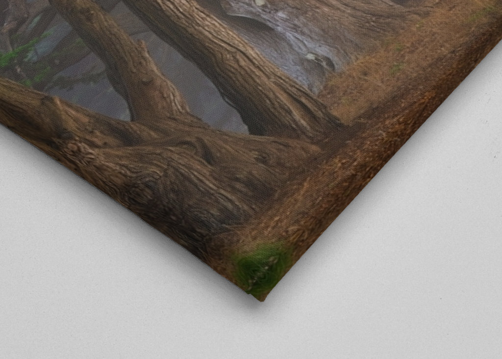 Zypressen-Baumtunnel Kalifornien