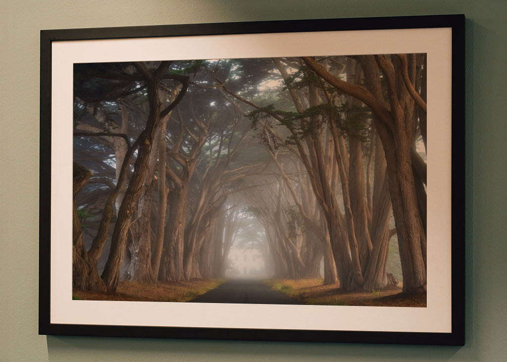 Zypressen-Baumtunnel Kalifornien