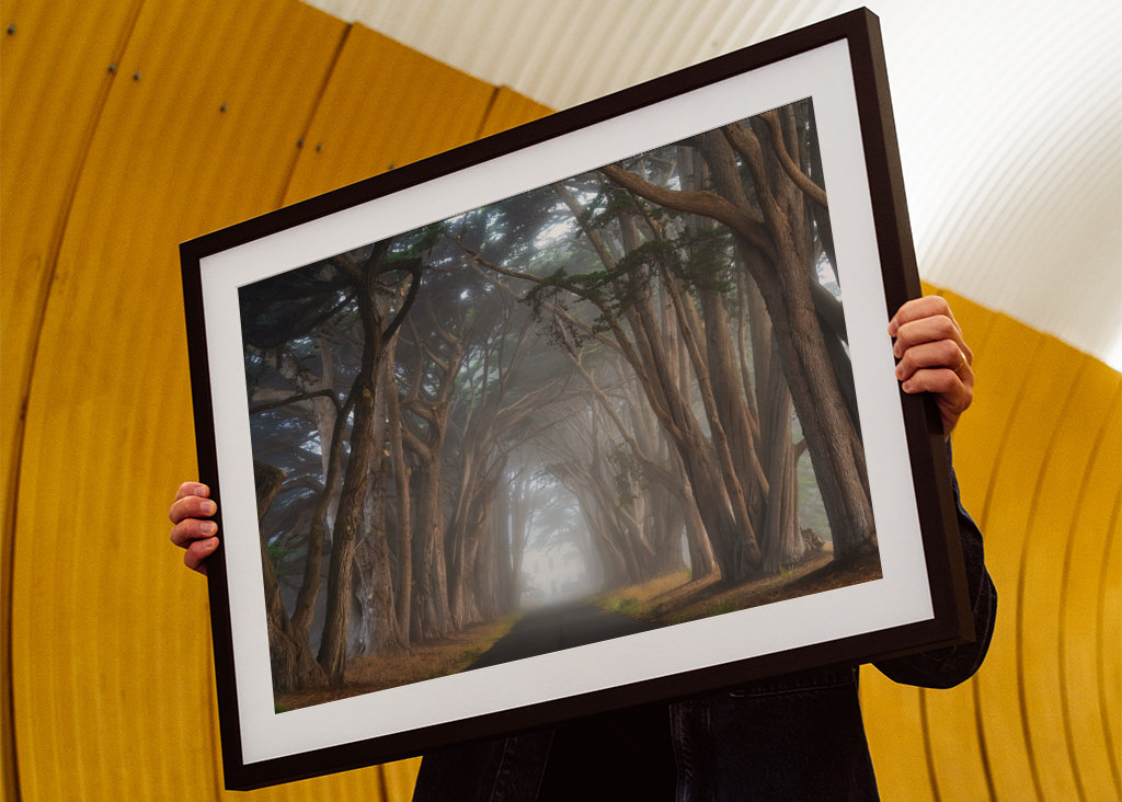 Zypressen-Baumtunnel Kalifornien