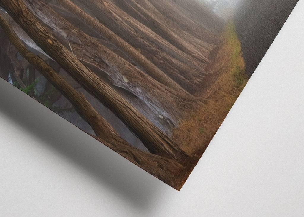 Zypressen-Baumtunnel Kalifornien