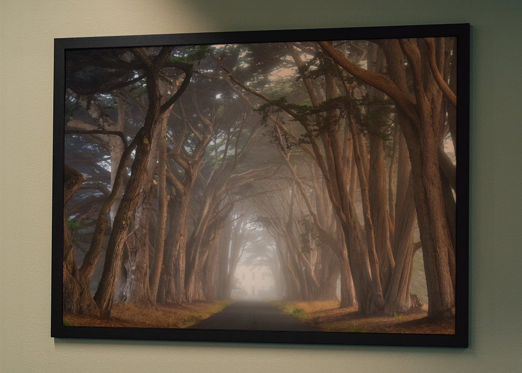 Zypressen-Baumtunnel Kalifornien