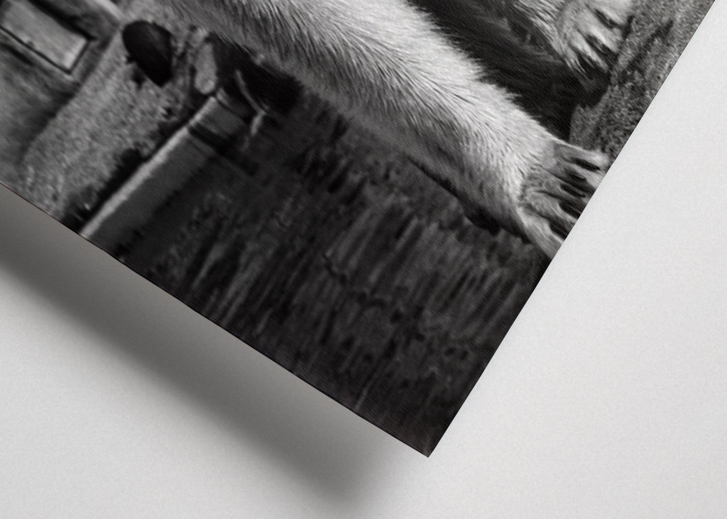 Orso polare in bianco e nero