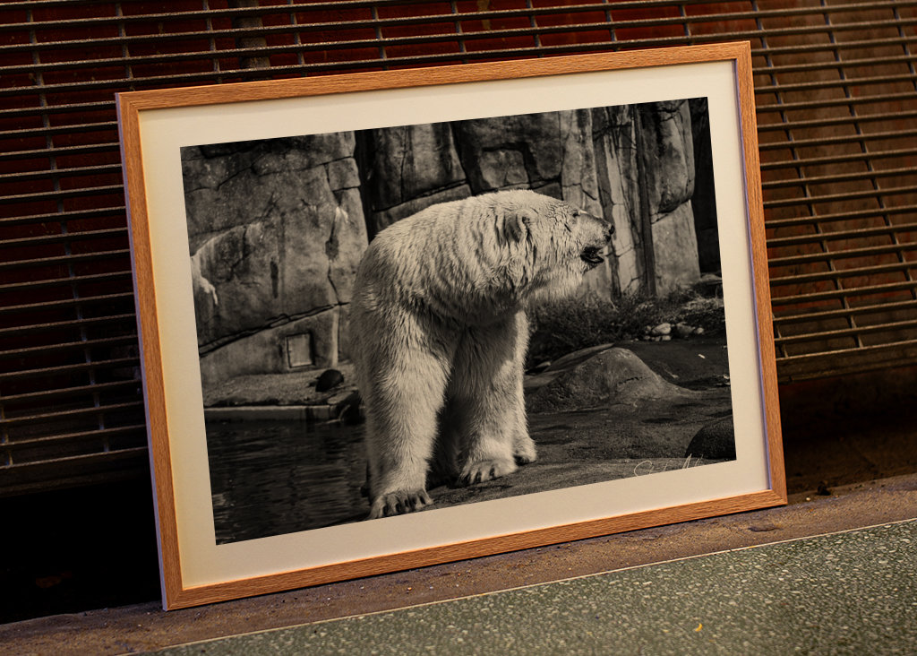 Orso polare in bianco e nero