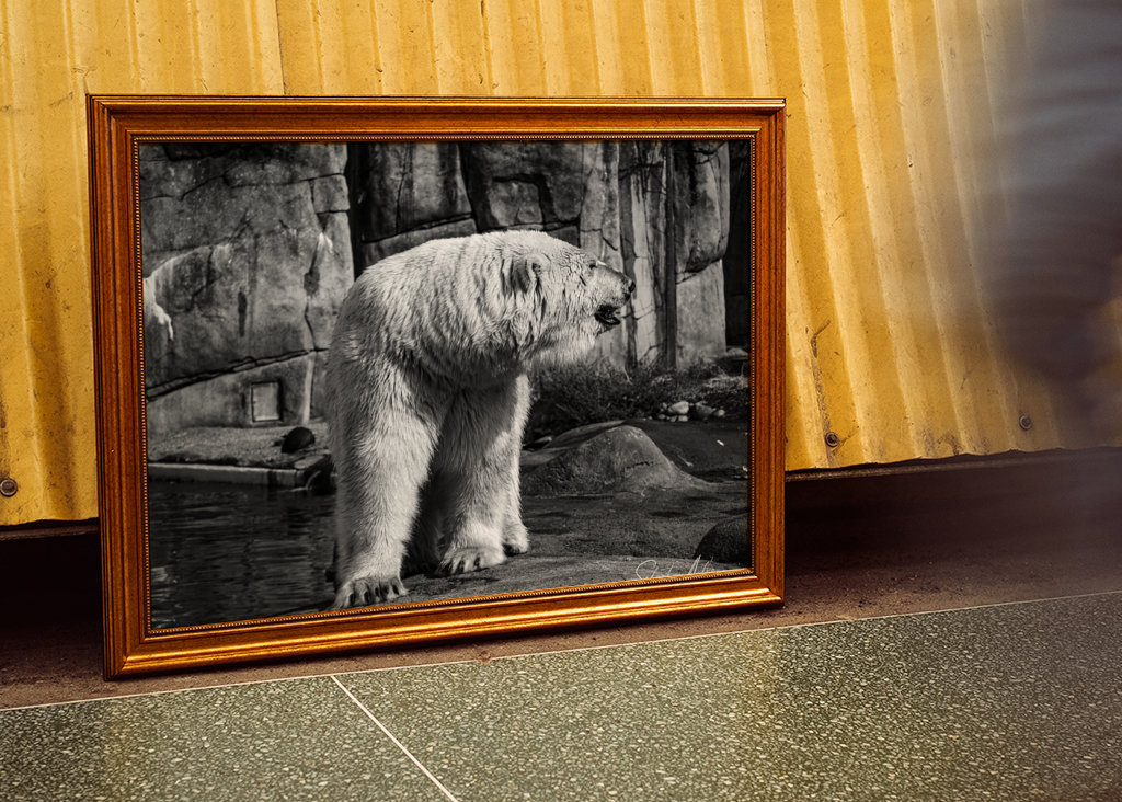 Orso polare in bianco e nero