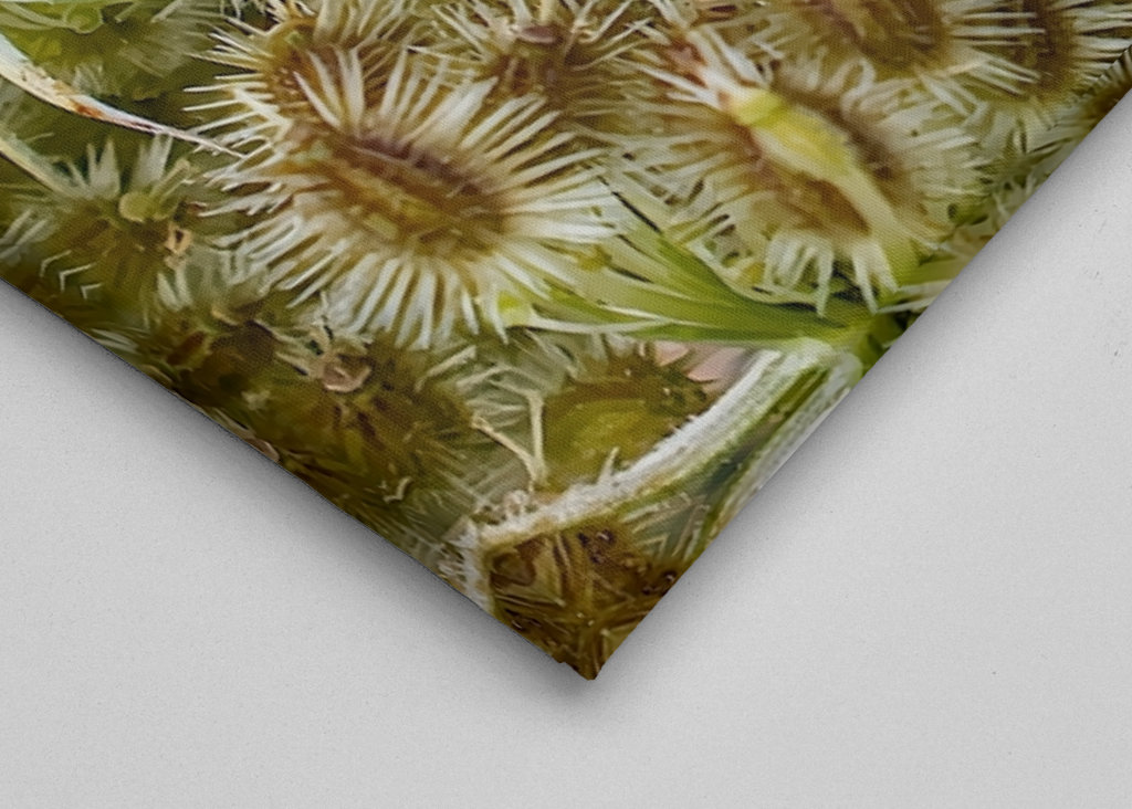 Wild Carrot seed head