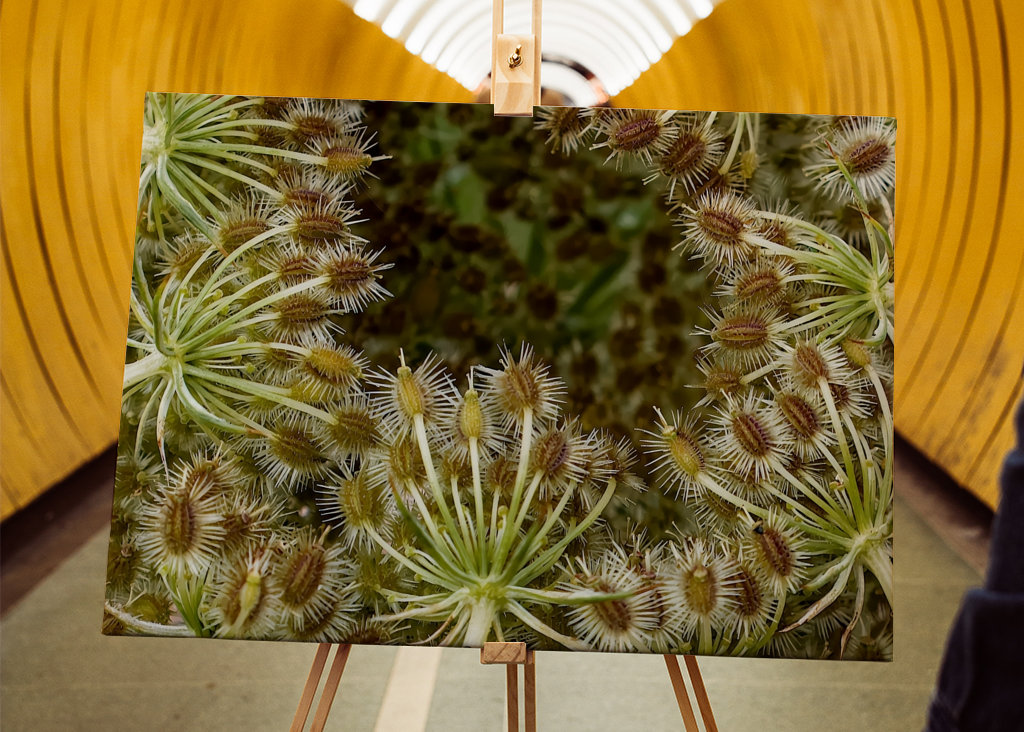 Wild Carrot seed head
