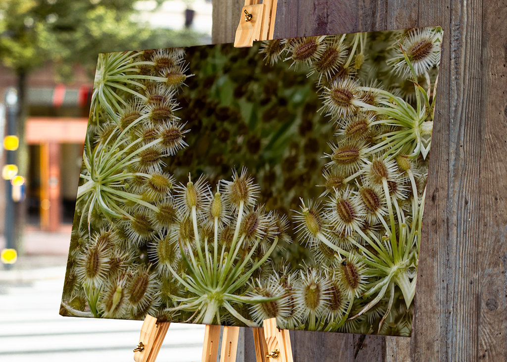 Wild Carrot seed head