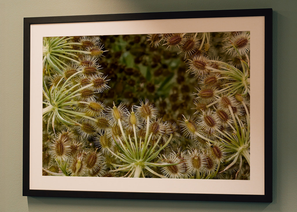Wild Carrot seed head