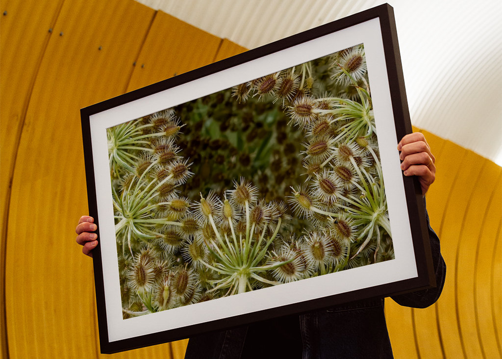 Wild Carrot seed head