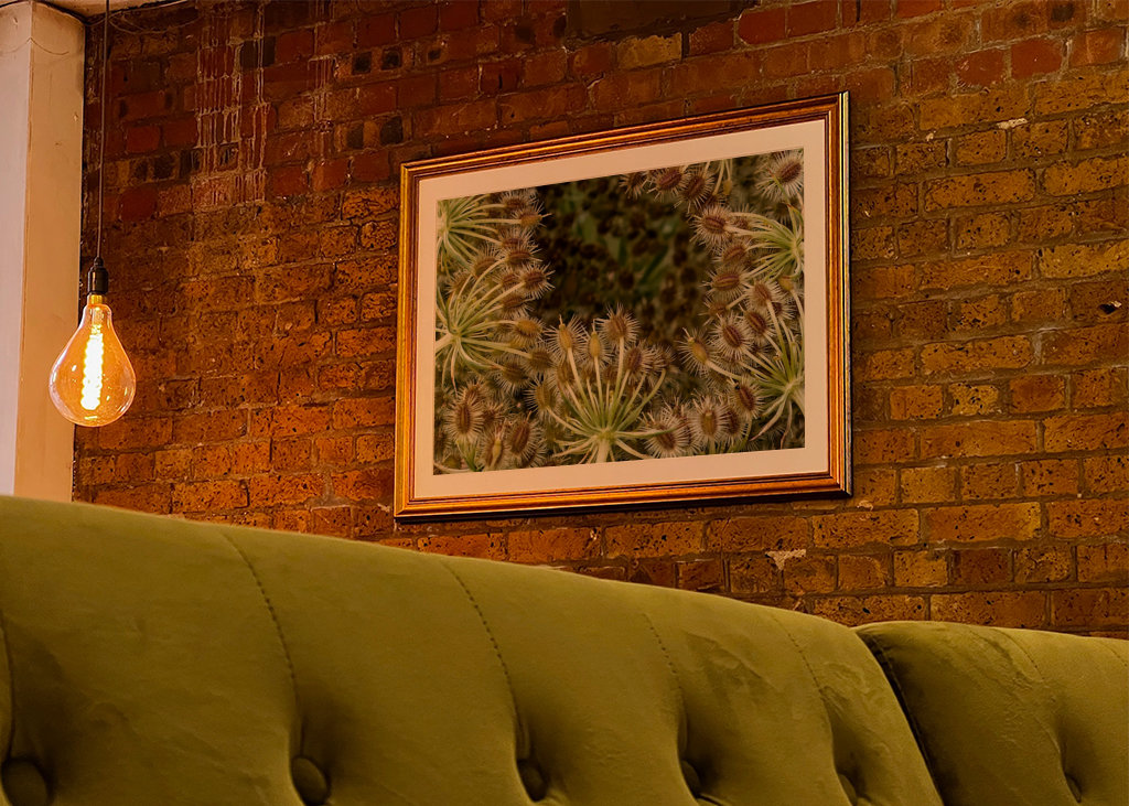 Wild Carrot seed head