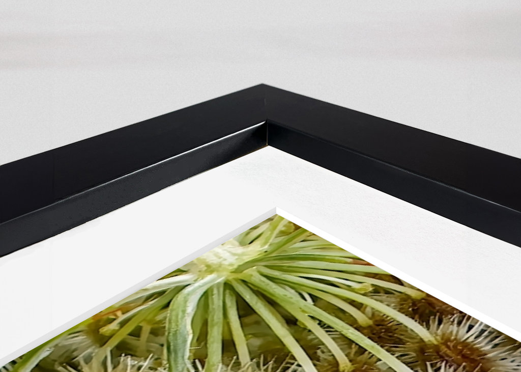 Wild Carrot seed head