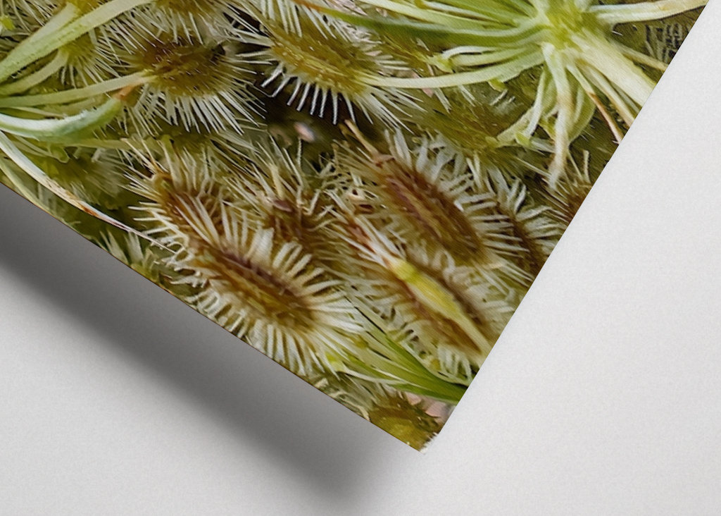 Wild Carrot seed head