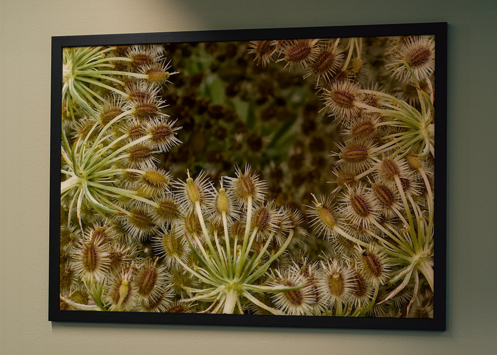 Wild Carrot seed head