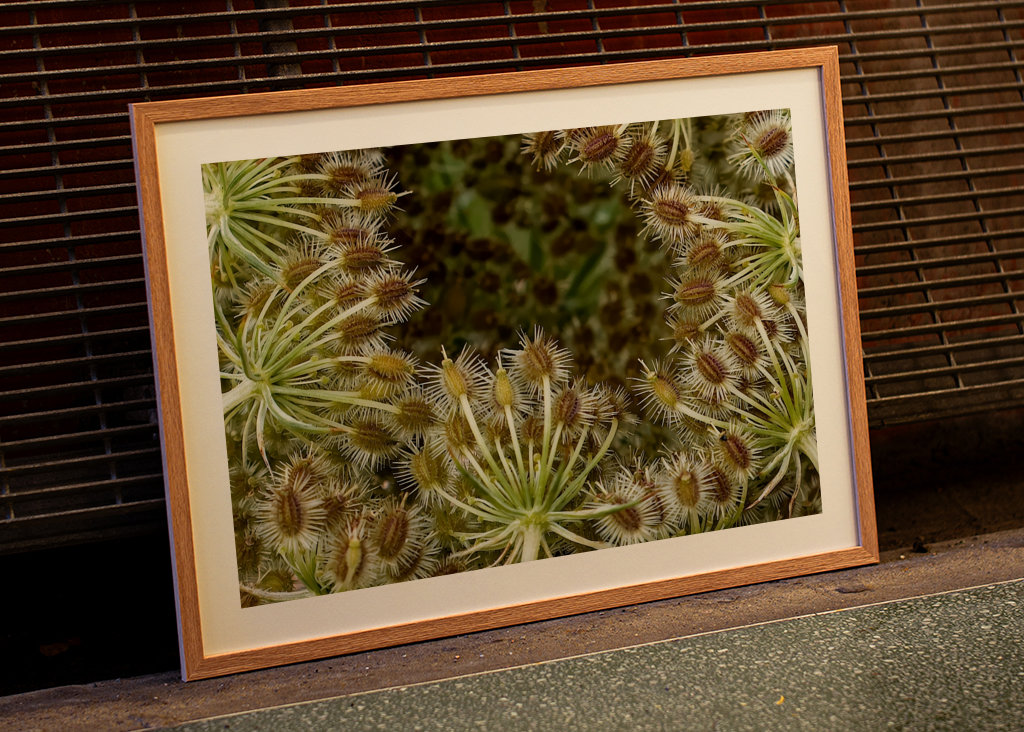 Wild Carrot seed head