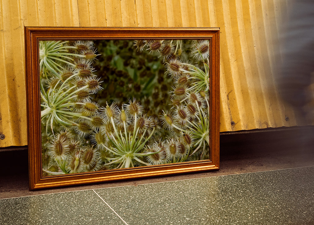 Wild Carrot seed head