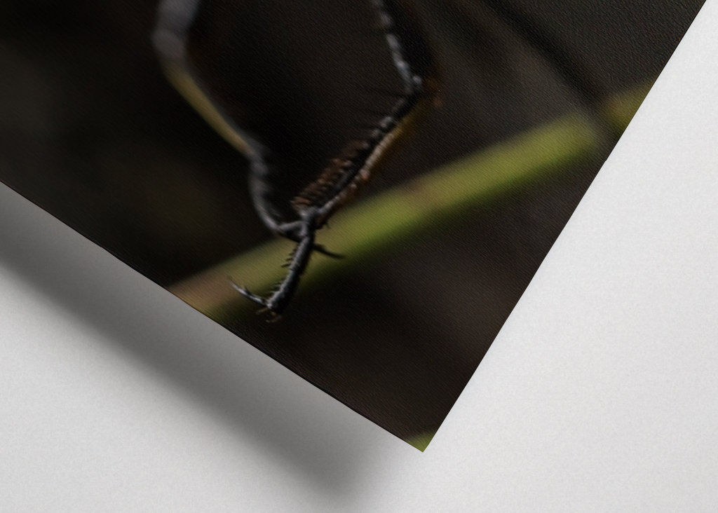 Libellula tra fili d'erba