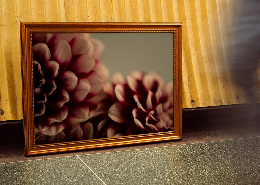 Burgandy red dahlias