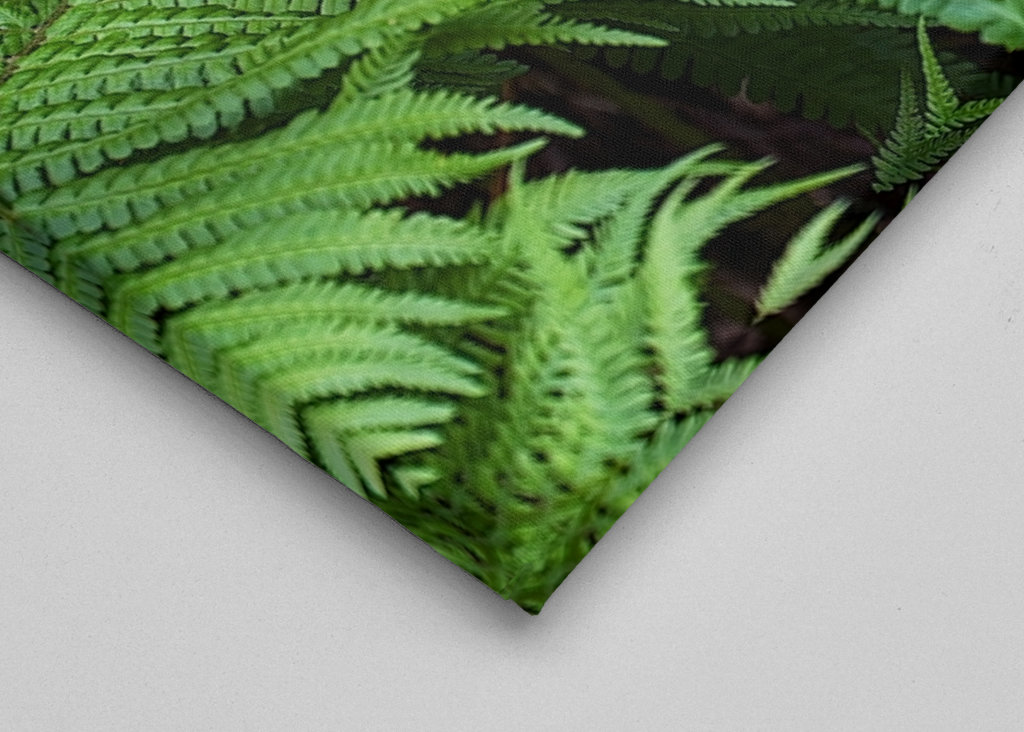 Fern in the Black Forest