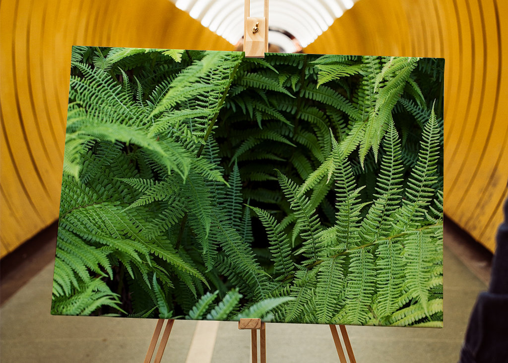 Fern in the Black Forest