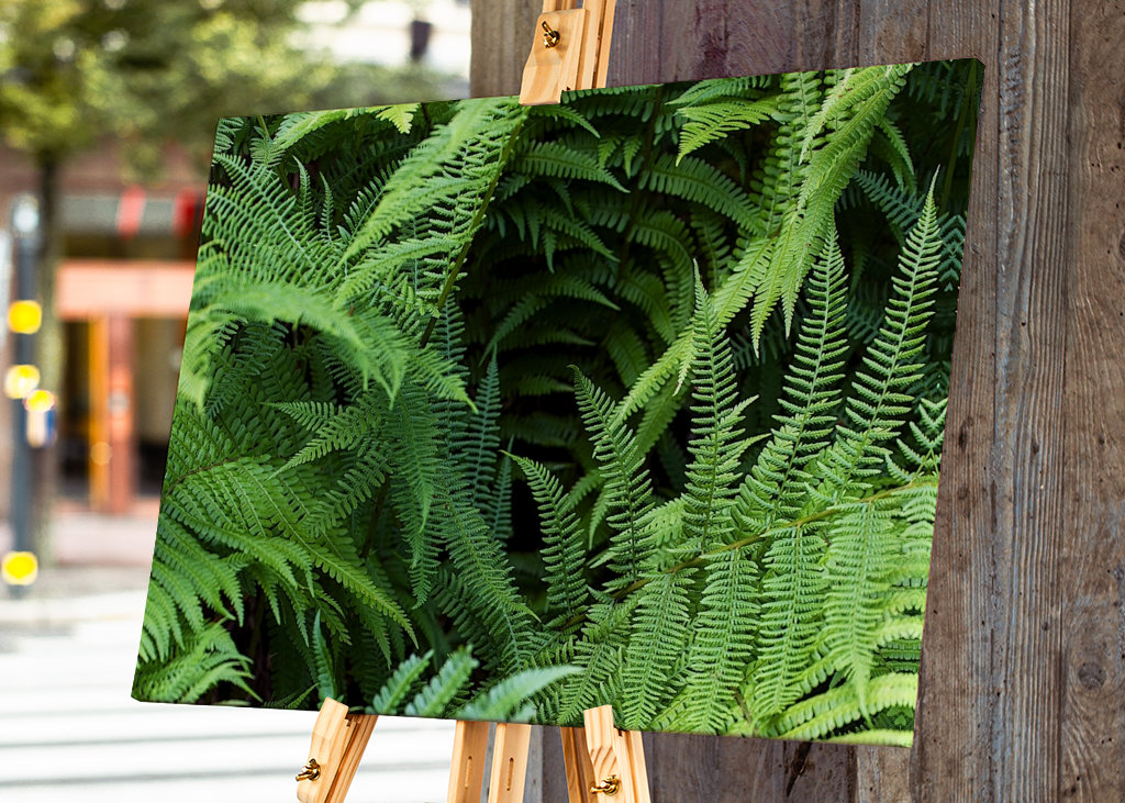 Fern in the Black Forest