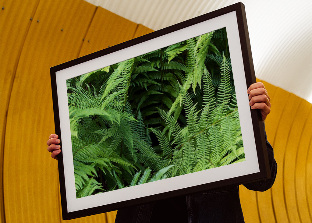 Fern in the Black Forest