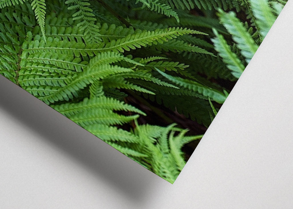 Fern in the Black Forest