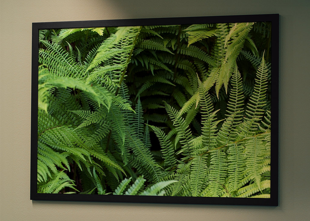 Fern in the Black Forest