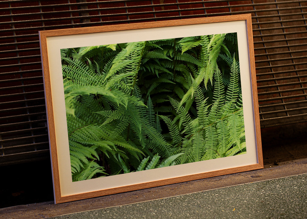Fern in the Black Forest