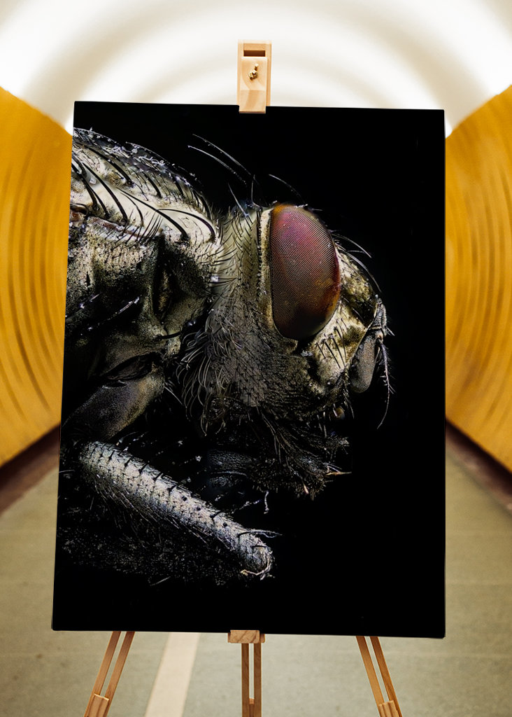 Macro Photo of a Fly