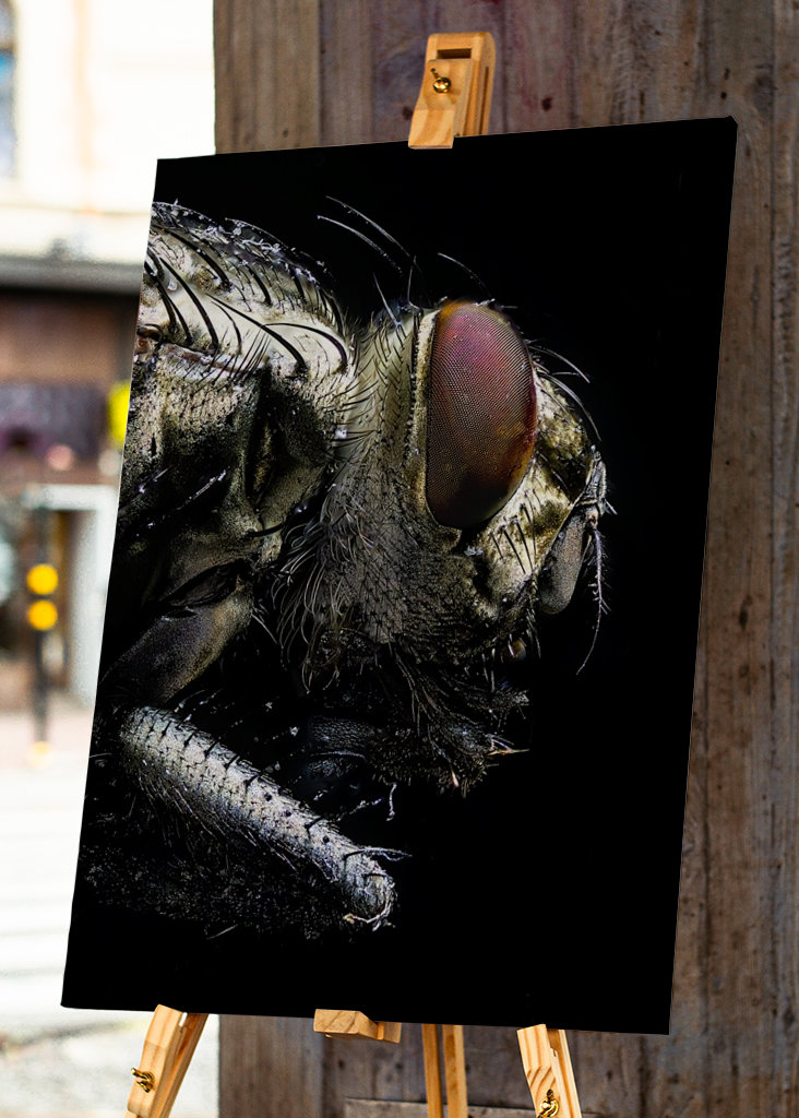 Macro Photo of a Fly