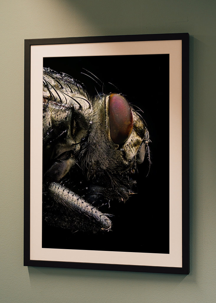 Macro Photo of a Fly