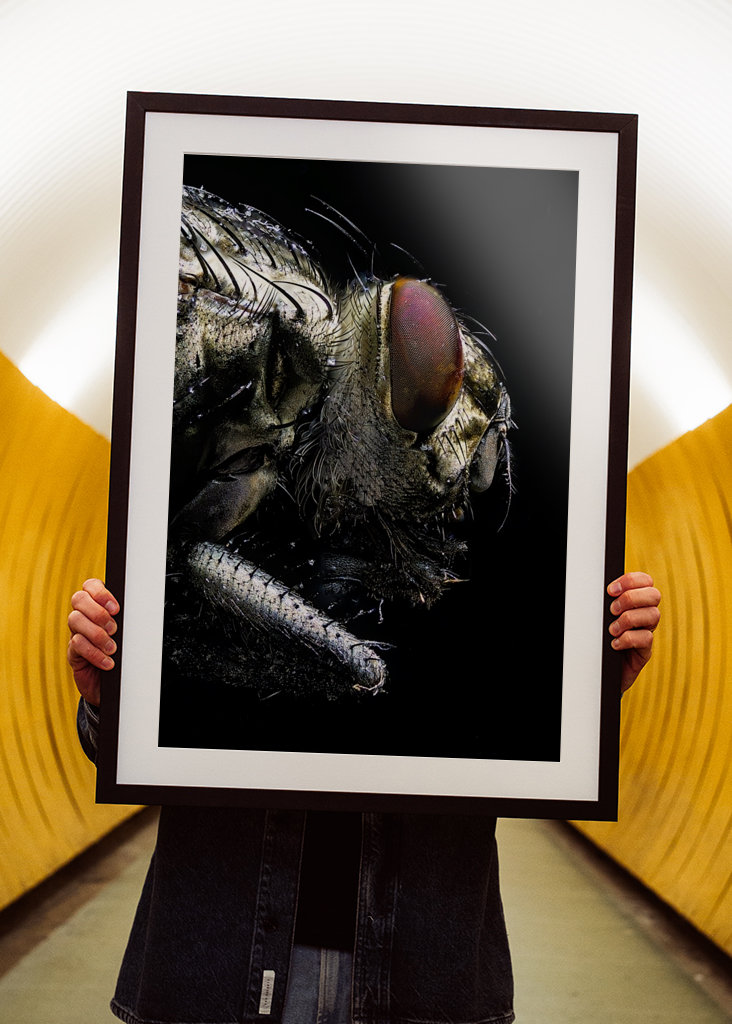 Macro Photo of a Fly