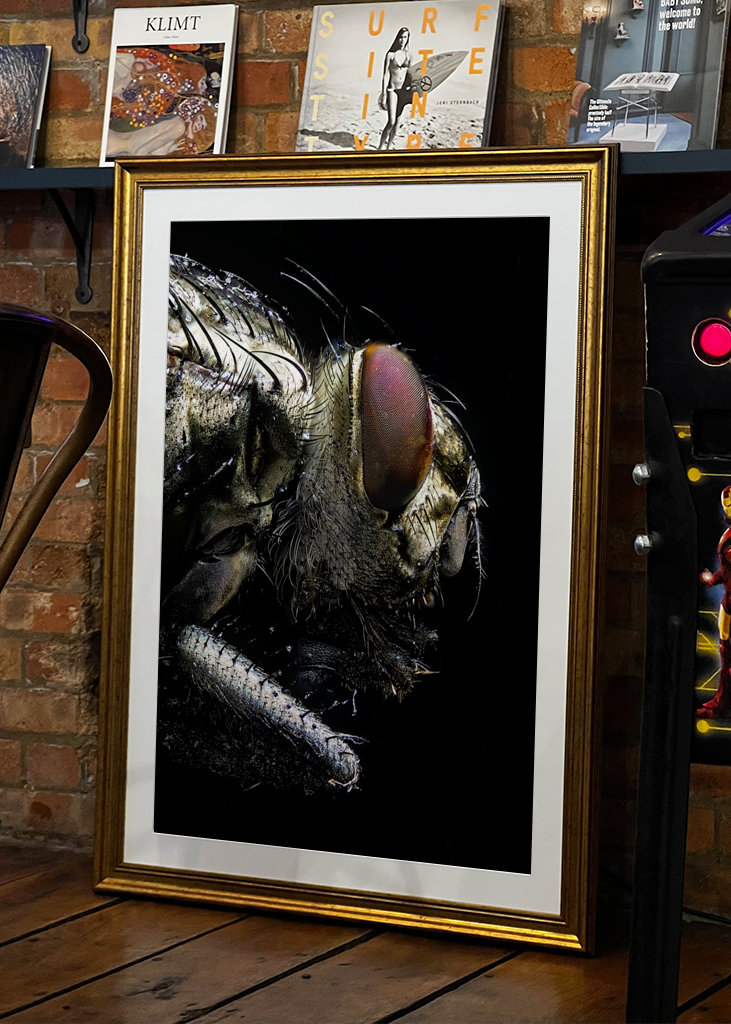 Macro Photo of a Fly