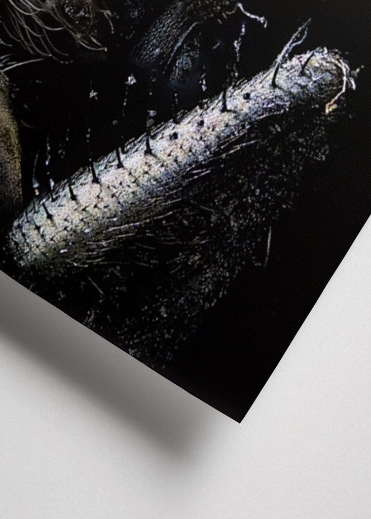 Macro Photo of a Fly