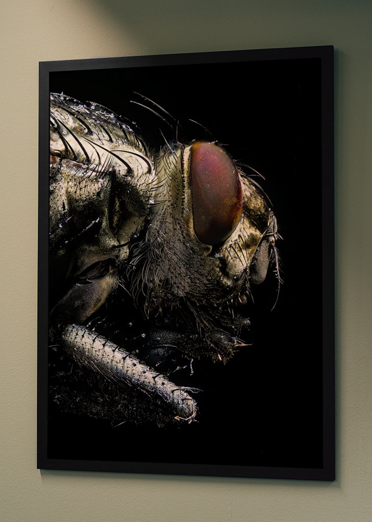 Macro Photo of a Fly