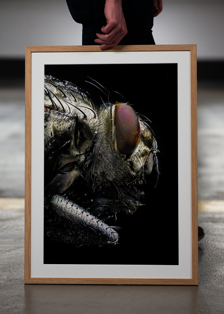 Macro Photo of a Fly